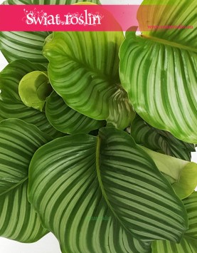 Kalatea Okrągłolistna, Calathea Orbifolia, Kalatea Orbifolia,  Calathea Okrągłolistna 4