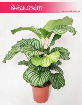 Kalatea Okrągłolistna, Calathea Orbifolia, Kalatea Orbifolia,  Calathea Okrągłolistna 1