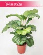 Kalatea Okrągłolistna, Calathea Orbifolia, Kalatea Orbifolia,  Calathea Okrągłolistna 1