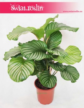 Kalatea Okrągłolistna, Calathea Orbifolia, Kalatea Orbifolia,  Calathea Okrągłolistna 15