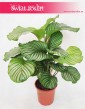 Kalatea Okrągłolistna, Calathea Orbifolia, Kalatea Orbifolia,  Calathea Okrągłolistna 15