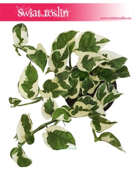 Epipremnum, Scindapsus N'joy, Epipremnum Njoy, Epipremnum variegata, Scindapsus variegata 1