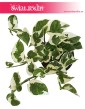 Epipremnum, Scindapsus N'joy, Epipremnum Njoy, Epipremnum variegata, Scindapsus variegata 1