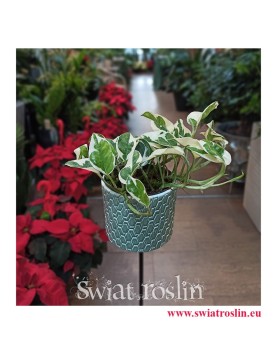Scindapsus N'joy, Epipremnum Njoy, sklep online z roślinami, wysyłka roslin