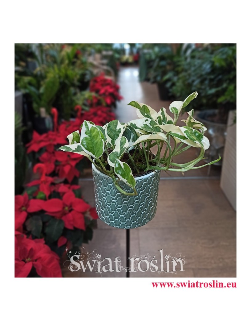 Scindapsus N'joy, Epipremnum Njoy, sklep online z roślinami, wysyłka roslin