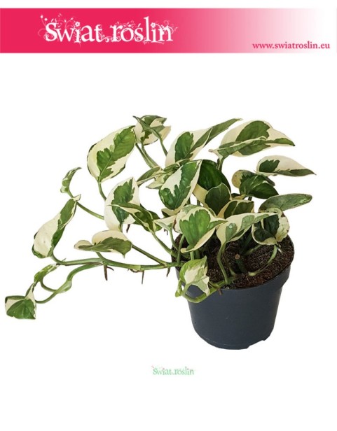 Epipremnum, Scindapsus N'joy, Epipremnum Njoy, Epipremnum variegata, Scindapsus variegata 2