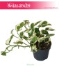 Epipremnum, Scindapsus N'joy, Epipremnum Njoy, Epipremnum variegata, Scindapsus variegata 2