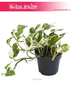 Epipremnum, Scindapsus N'joy, Epipremnum Njoy, Epipremnum variegata, Scindapsus variegata 4