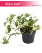 Epipremnum, Scindapsus N'joy, Epipremnum Njoy, Epipremnum variegata, Scindapsus variegata 4