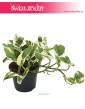 Epipremnum, Scindapsus N'joy, Epipremnum Njoy, Epipremnum variegata, Scindapsus variegata 3