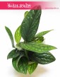 Scindapsus Marble Planet , Epipremnum Pinnatum Marble Planet, Monstera Karstenianum, rośliny doniczkowe online