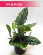 Scindapsus Marble Planet , Epipremnum Pinnatum Marble Planet, Monstera Karstenianum, sklep z roślinami doniczkowymi