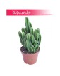 Cereus, Cereus Peruvianus Florida, Cereus Peruwiański Florida, Pałczak 2