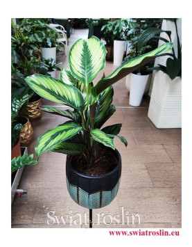 Calathea Beauty Star, Kalatea Beauty Star, popularne rośliny doniczkowe, kwiaty doniczkowe