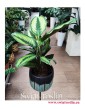 Calathea Beauty Star, Kalatea Beauty Star, popularne rośliny doniczkowe, kwiaty doniczkowe