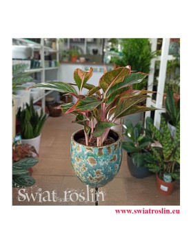 Aglonema, Aglonema Crete, Aglaonema Crete sklep z roślinami w krakowie, rośliny tropikalne