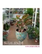 Aglonema, Aglonema Crete, Aglaonema Crete sklep z roślinami w krakowie, rośliny tropikalne