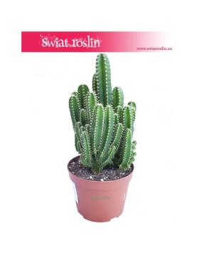 Cereus, Cereus Peruvianus Florida, Cereus Peruwiański Florida, Pałczak 3