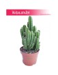 Cereus, Cereus Peruvianus Florida, Cereus Peruwiański Florida, Pałczak 3