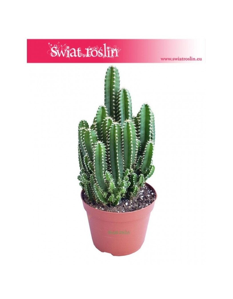 Cereus, Cereus Peruvianus Florida, Cereus Peruwiański Florida, Pałczak 4