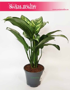 Aglaonema Tigres, Aglonema Tigres sklep z roślinami online