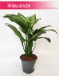 Aglaonema Tigres, Aglonema Tigres sklep z roślinami online