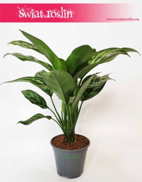 Aglaonema Tigres, Aglonema Tigres, rośliny Kraków