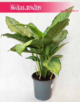 Aglaonema Freedman, Aglonema Freedman rośliny doniczkowe online