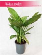 Aglaonema Freedman, Aglonema Freedman rośliny doniczkowe