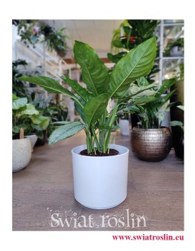 Aglaonema Freedman, Aglonema Freedman, rośliny doniczkowe Kraków