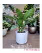 Aglaonema Freedman, Aglonema Freedman, rośliny doniczkowe Kraków