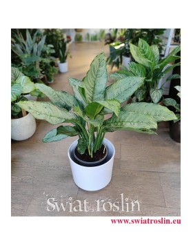 Aglaonema Freedman, Aglonema Freedman, sklep z roslinami w Krakowie