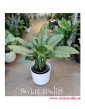 Aglaonema Freedman, Aglonema Freedman, sklep z roslinami w Krakowie