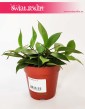 Hoya Sunrise, Hoja Sunrise