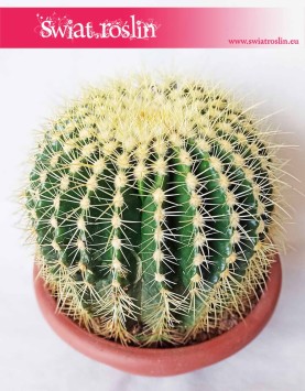 Echinokaktus Grusona, Echinocactus Grusonii, Kaktus, Cactus, sklep internetowy
