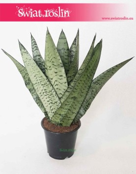 Sansevieria Zeylanica Fan, Sansewieria Zeylanica Fan, rośliny doniczkowe online