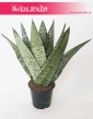 Sansevieria Zeylanica Fan, Sansewieria Zeylanica Fan, rośliny doniczkowe online