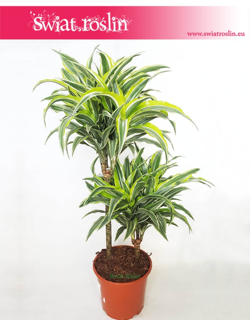 Dracena Zwarta Lemon Lime Surprise, Dracaena Fragrans Compacta Lemon Lime Surpise, Smokowiec 1
