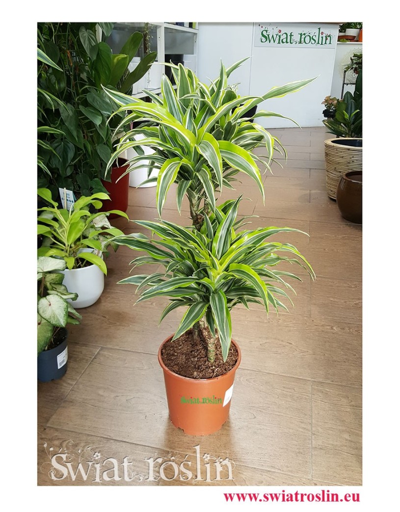 Dracena Wonna Zwarta Lemon Lime Surprise, Dracaena Fragrans Compacta, sklep z roslinami w krakowie, rożliny tropikalne