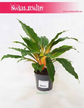 Zielistka Green Orange, Zielistek, Chlorophytum orchidastrum Green Orange, sklep z roślinami online z dostawą