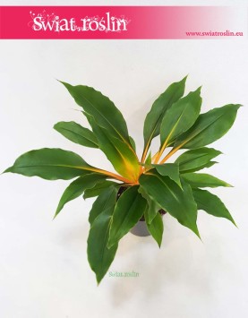 Zielistka Green Orange rośliny doniczkowe Kraków lub online z dostawą, Zielistek, Chlorophytum orchidastrum Green Orange,