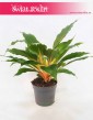 Zielistka Green Orange, Zielistek, Chlorophytum orchidastrum Green Orange