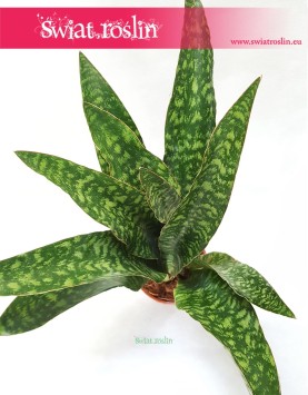 Sansewieria Aubrytiana, Wężownica, Sansevieria Aubrytiana, kwiaty doniczkowe