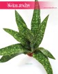 Sansewieria Aubrytiana, Wężownica, Sansevieria Aubrytiana, kwiaty doniczkowe