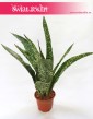Sansewieria Aubrytiana, Wężownica, Sansevieria Aubrytiana 3