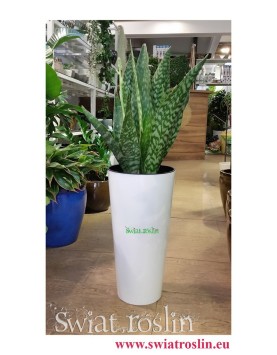 Sansewieria Aubrytiana, Wężownica, Sansevieria Aubrytiana, rośliny doniczkowe, sklep z roślinami, duże rośliny doniczkowe