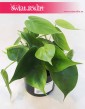Filodendron Pnący, Philodendron Pnący, Philodendron Scandens, Filodendron Scandens