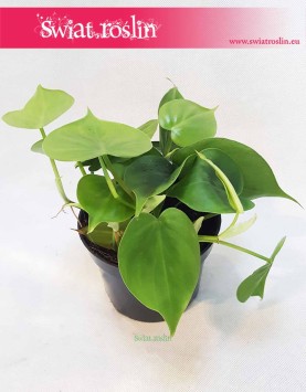 Filodendron Pnący, Philodendron Pnący, Philodendron Scandens, Filodendron Scandens, kwiaty doniczkowe online