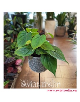 Filodendron Pnący, Philodendron Pnący, Philodendron Scandens, Filodendron Scandens, Sklep z roslinami
