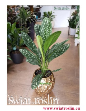 Aglaonema Letizia, Aglonema Letizia, Świat Roślin, Kwiaty doniczkowe, rośliny tropikalne, rośliny egzotyczne